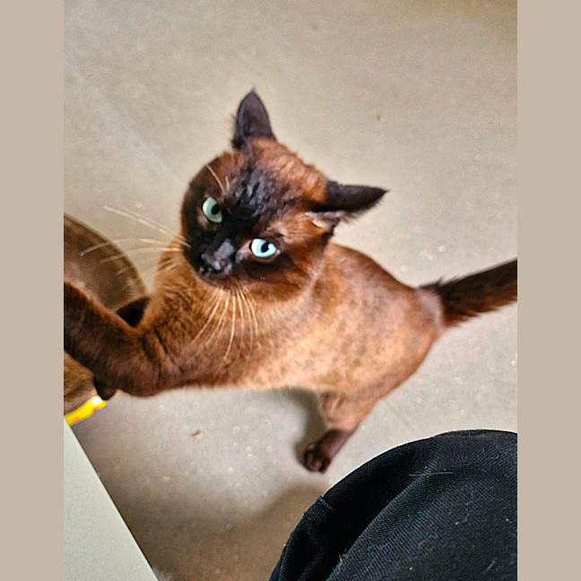 Photo of C1341 Lindt