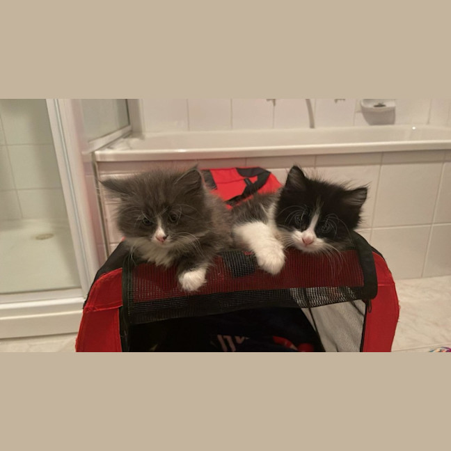 Photo of Jagga Meet Me@Petstock Keysborough Store