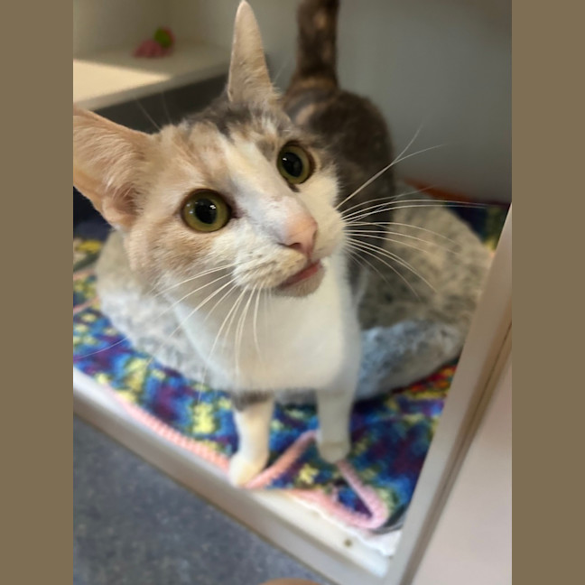 Photo of Kitty