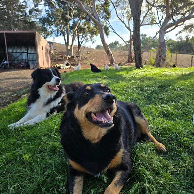 Photo of Indi 