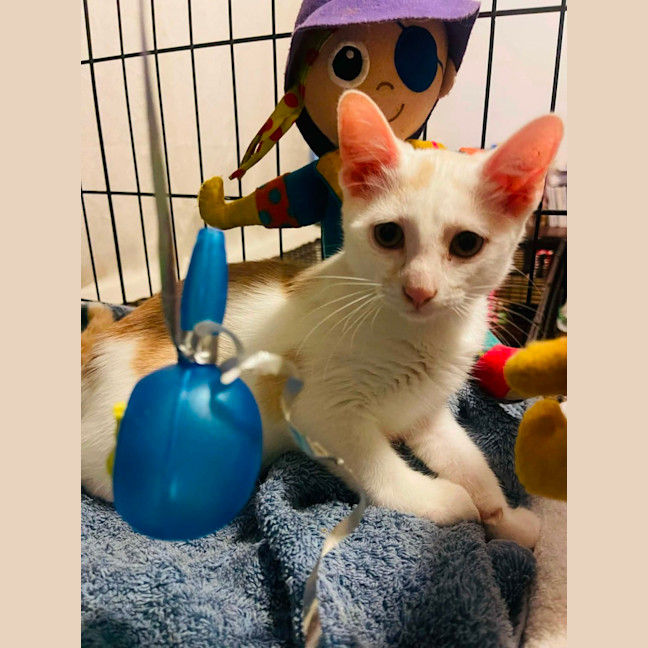Photo of Sunny