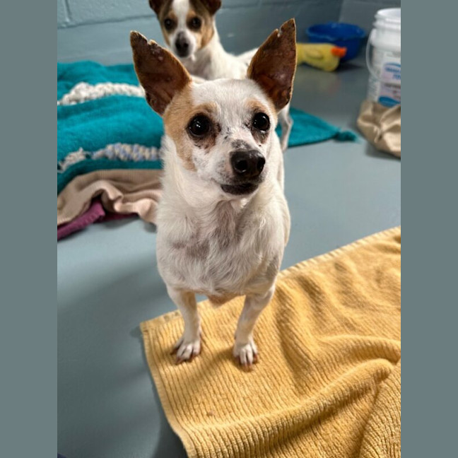 Photo of Honey