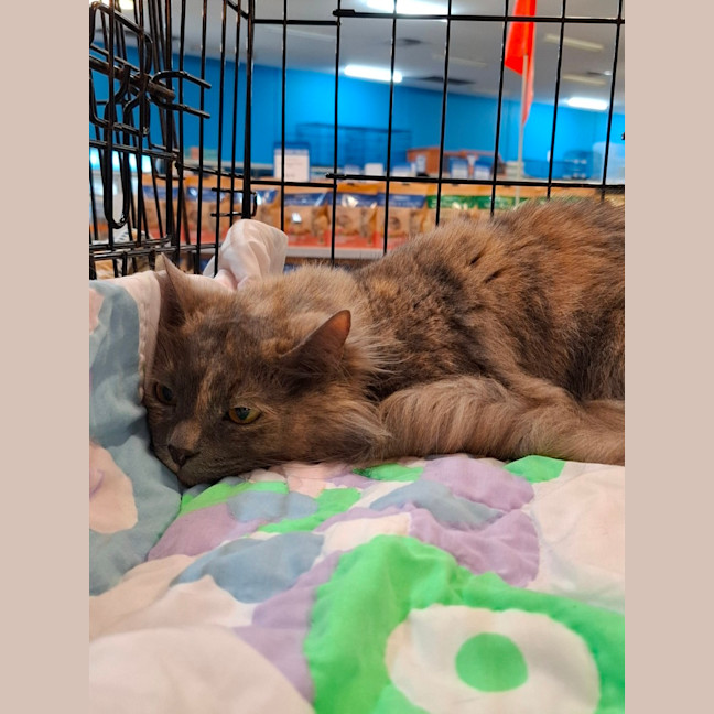 Photo of Luna