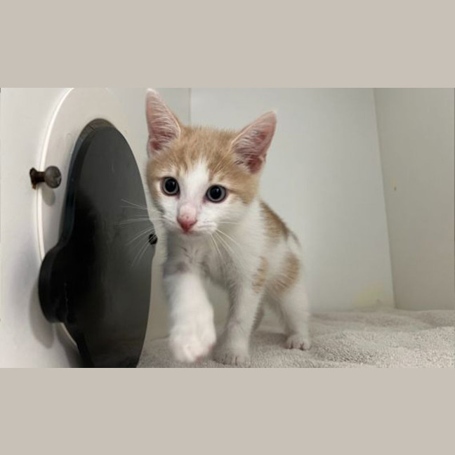 Photo of Babyccino