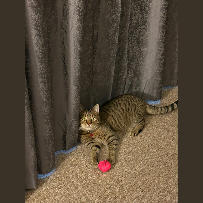 Photo of Dixie