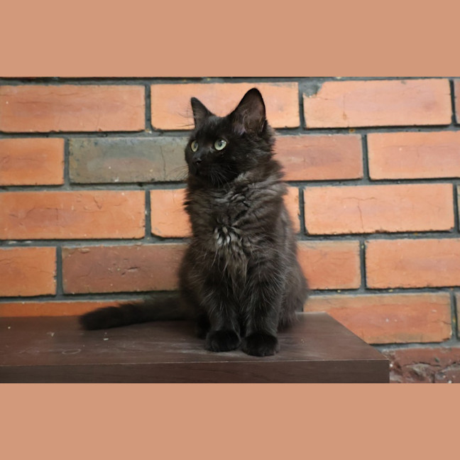 Photo of Gnurr