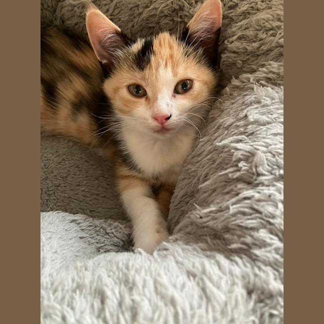 Photo of Toffee