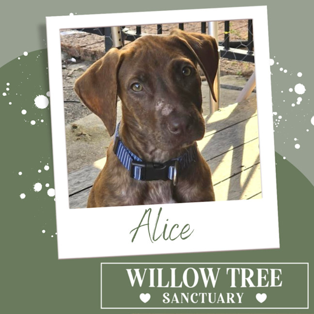 Photo of Alice