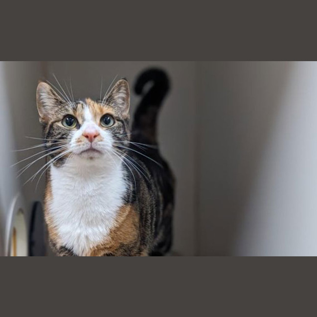 Photo of Tigress