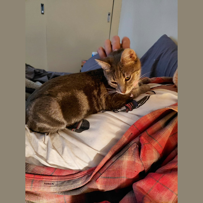 Photo of Zelda