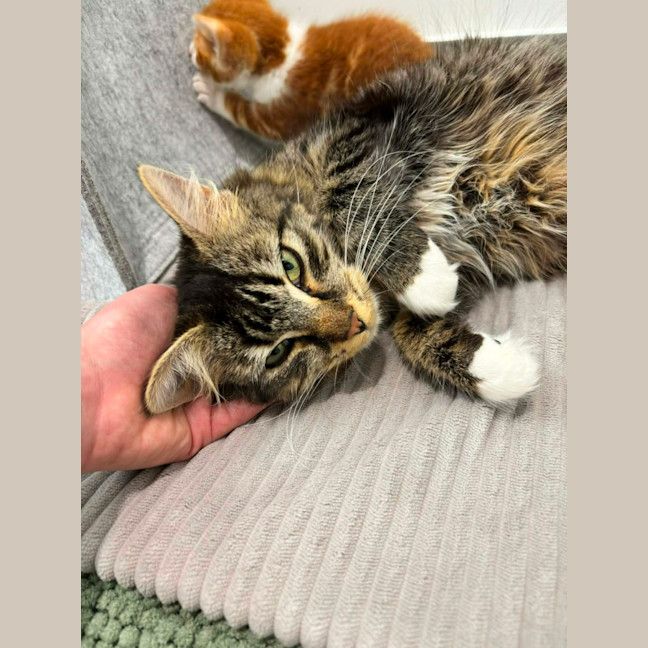 Photo of Mumma Maple  **2nd Chance Cat Rescue **