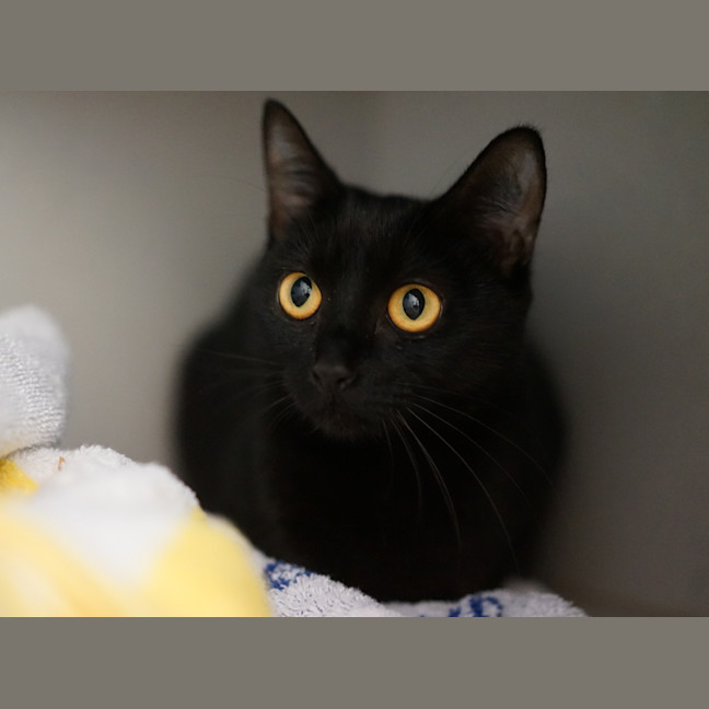 Photo of Willow