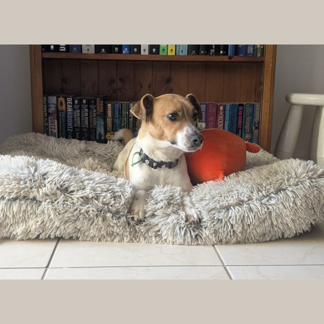 Photo of Chip