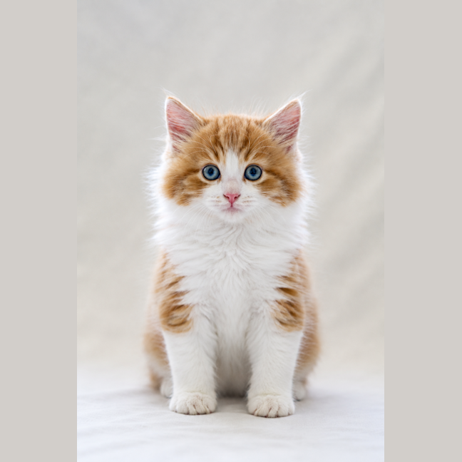 Photo of Jasper