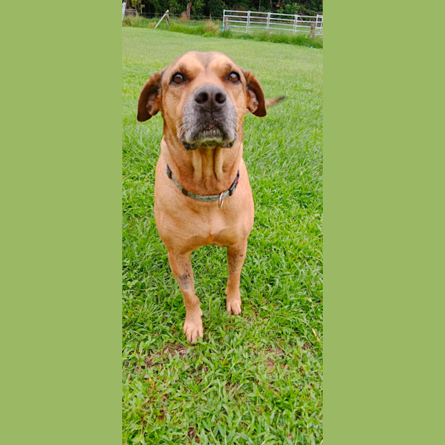 Photo of Twinkie