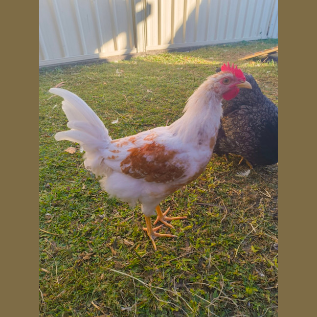 Photo of Pollito And Speckles 