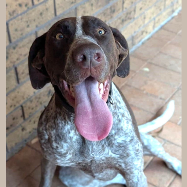 Photo of Nellie   3 Year Old German Pointer X Bull Arab