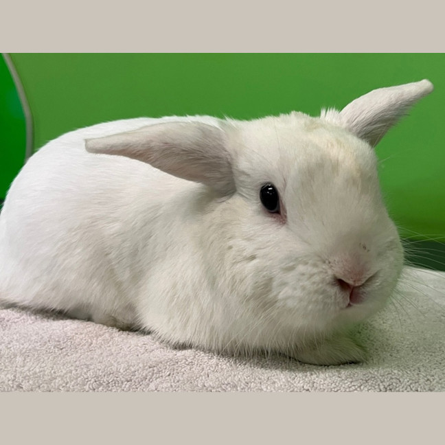Photo of Darling