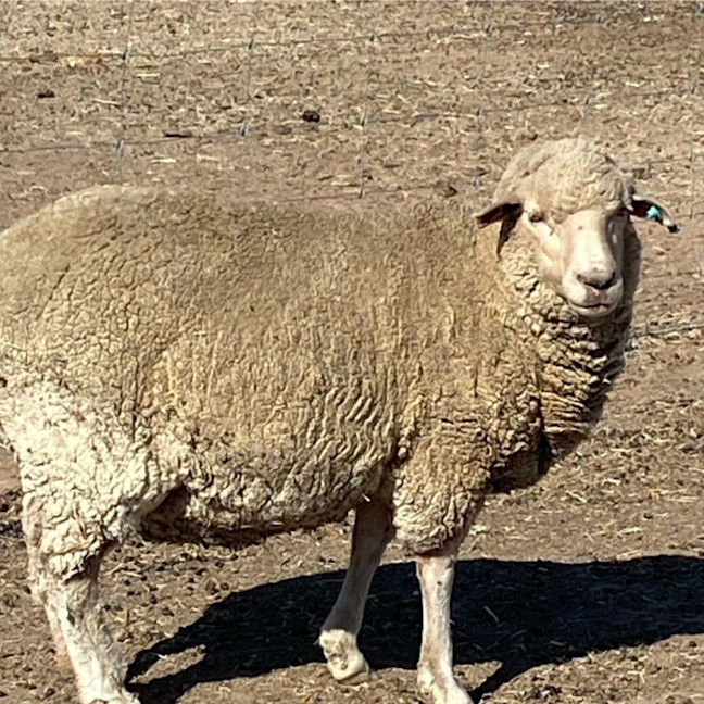 Photo of Family Flock