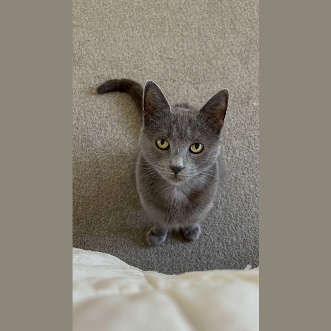 Photo of Sarabi 🩷