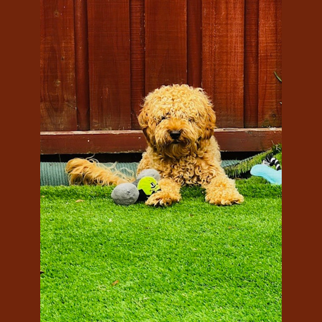 Photo of Cosmo Newhaven