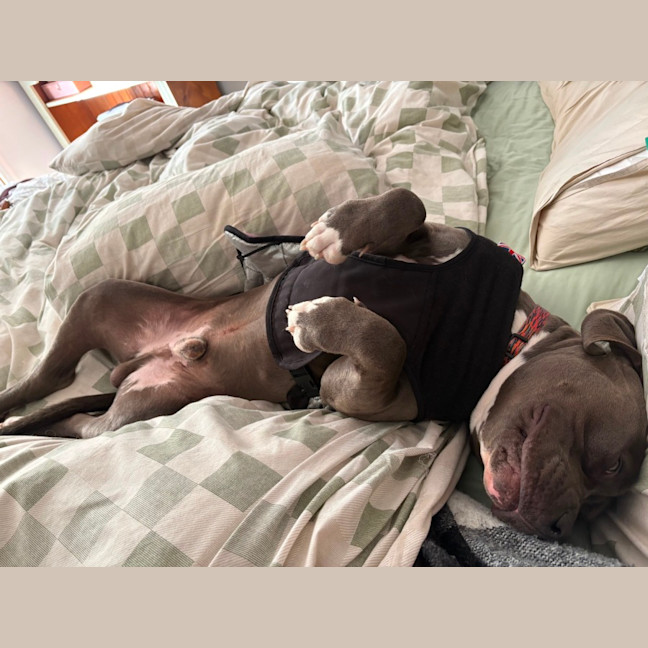 Photo of Bear