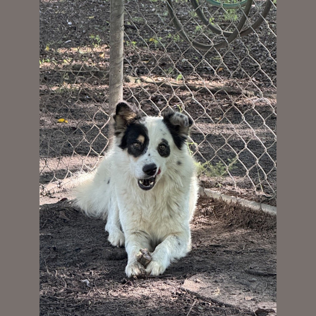 Photo of Chip