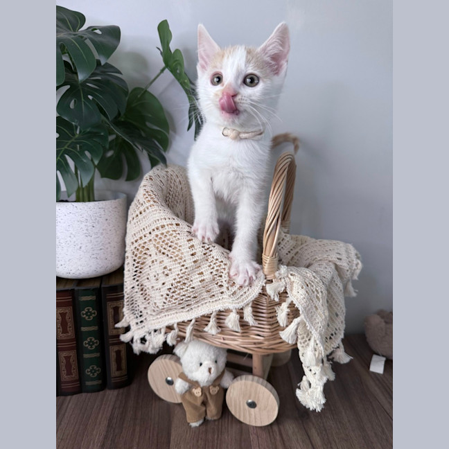 Photo of Peaches 🪷