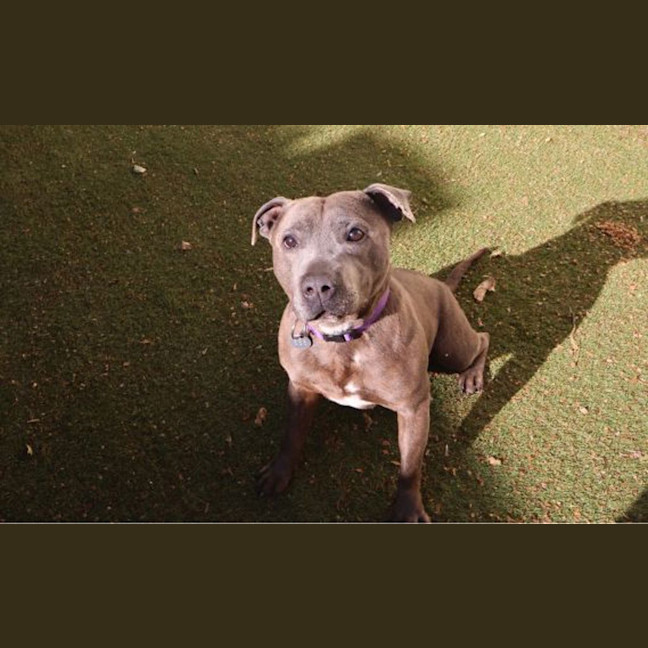 Photo of Shiloh