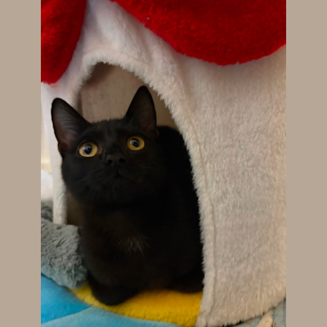 Photo of Ollie 
