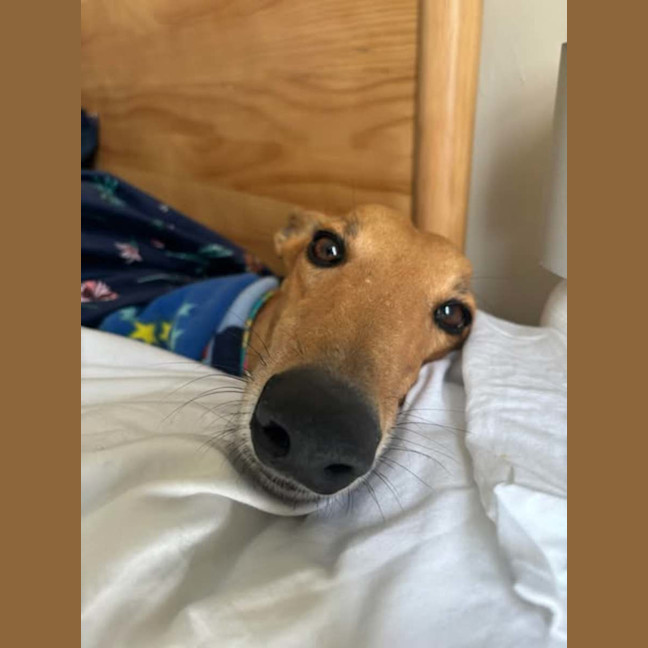 Photo of Arnold, The Greyhound