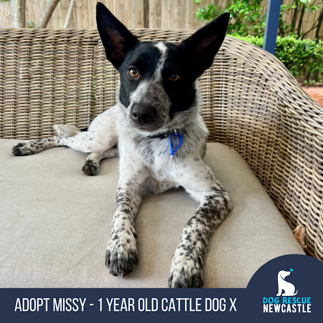 Photo of Missy   1 Year Old Cattle Dog X