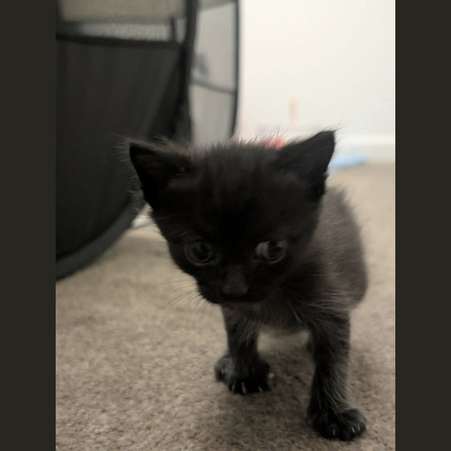 Photo of Loganberry