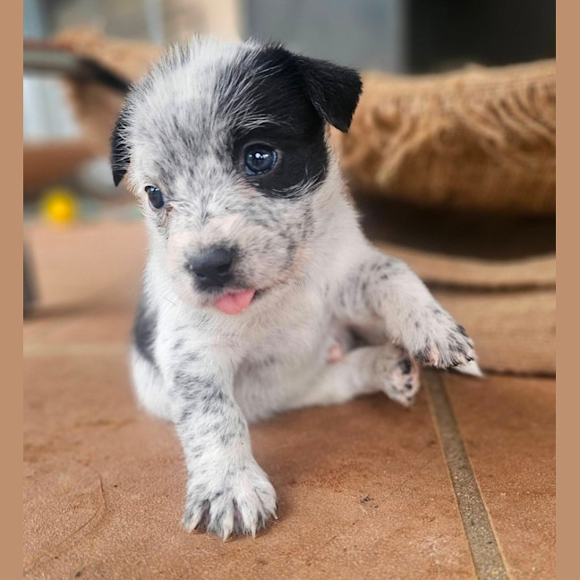 Photo of Maverick