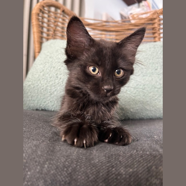 Photo of Espresso