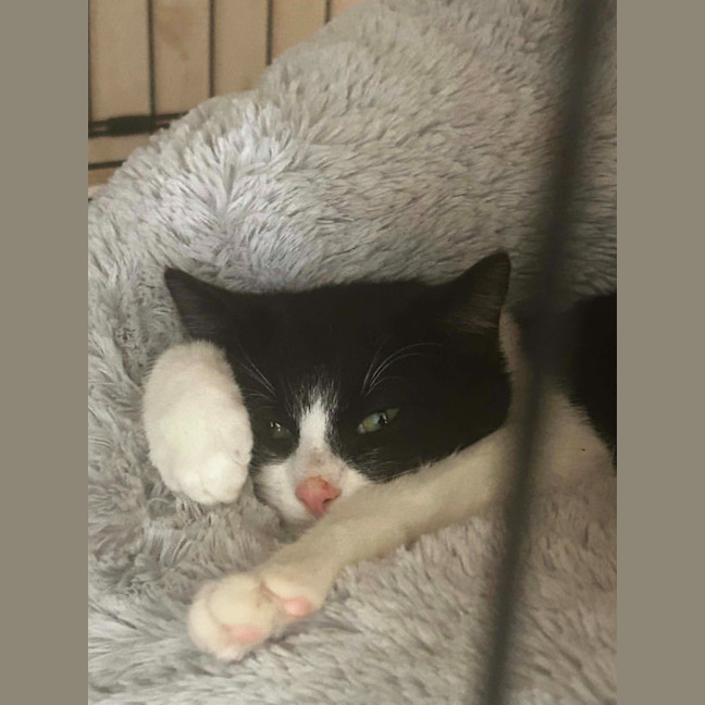Photo of Houdini