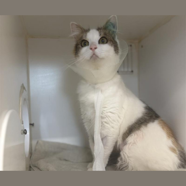 Photo of Babbette