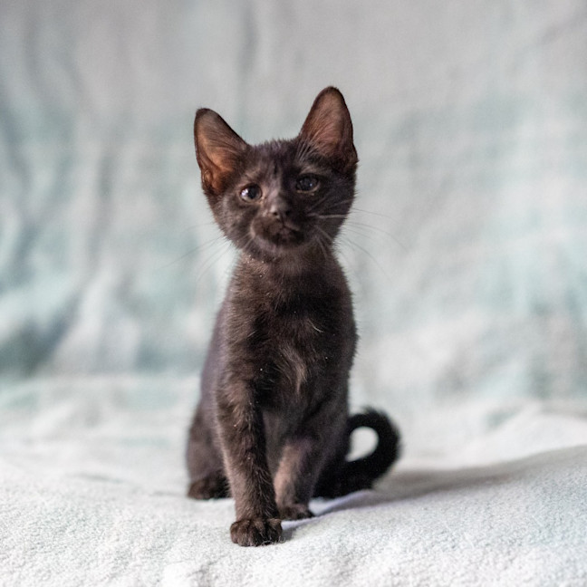 Photo of Fern