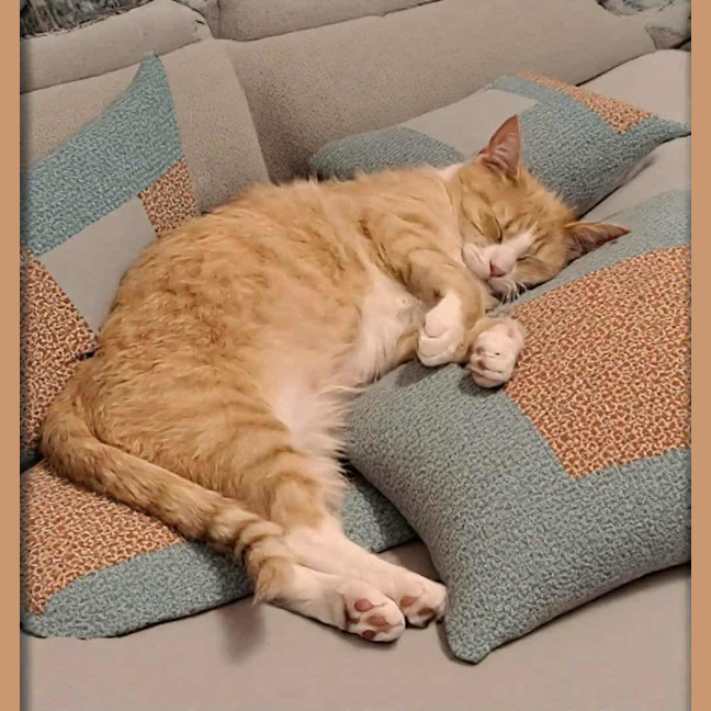 Photo of Lady Daphne* 9 Lives Project Rescue*