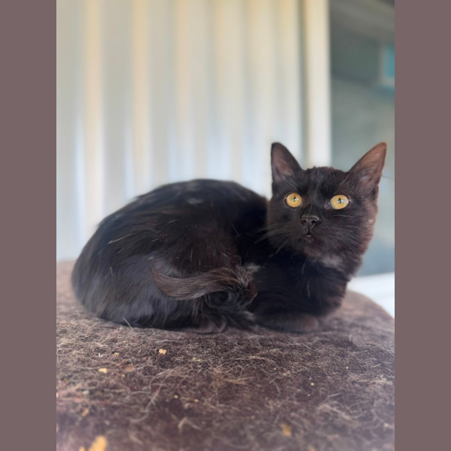 Photo of Little Loaf