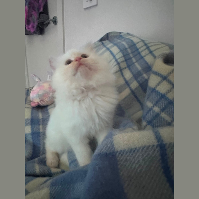 Photo of Merlot