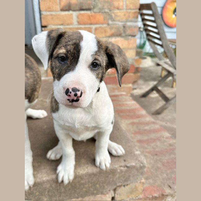 Photo of Nibbler