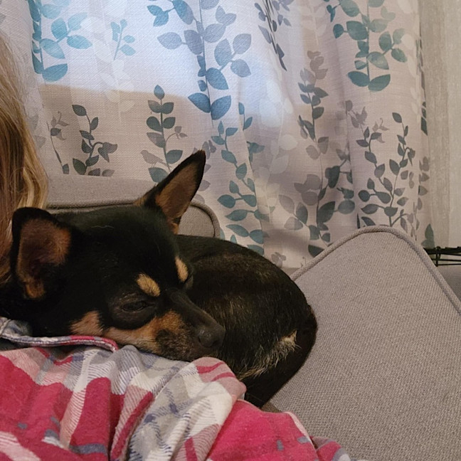 Photo of Meeka And Nugget