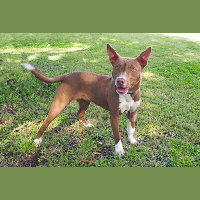 Photo of Milo