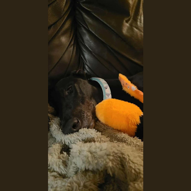 Photo of Fifi, The Greyhound