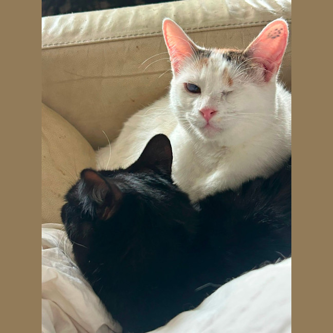 Photo of Lil Bit And Cornflake 