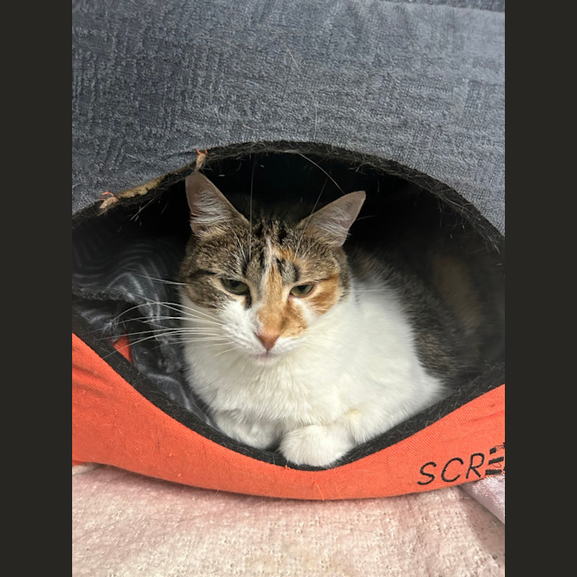 Photo of Peach