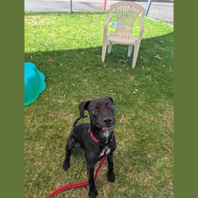Photo of Louie