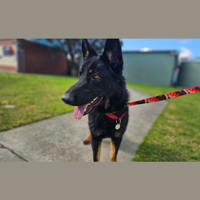 Photo of Taco