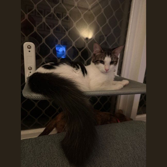 Photo of Jett